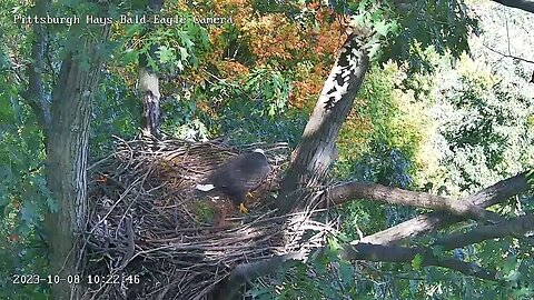 Hays Eagles Visitor Nest Deconstruction 10.8.23 10:21am