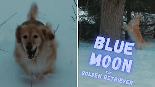 Lovable Golden Retriever Has A Blast Playing In The Snow