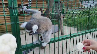 Lemur breaks free from cage at zoo and startles onlookers