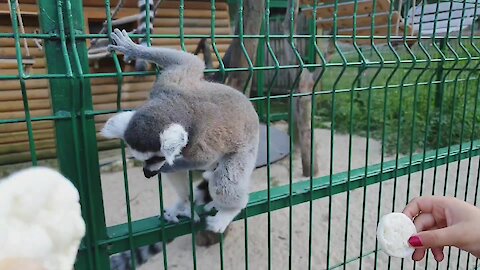Lemur breaks free from cage at zoo and startles onlookers