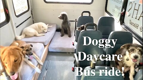 A Day on the Doggy Daycare Bus! How They Run to The Bus So Exited