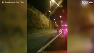 Une chèvre échappe à ses poursuivants sur l'autoroute