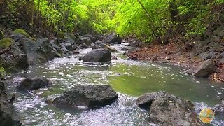 The peaceful sounds of a flowing stream in the forest - Nature Sounds - Water Sounds - Nature ASMR