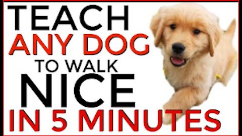 Teach ANY dog to walk nice on the leash | 5 MINUTE DOG TRAINING RESULTS!