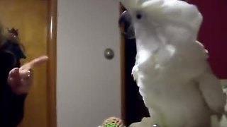 Cockatoo Engages In Hilarious Argument With Owner