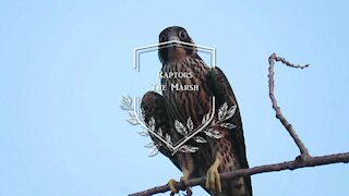 The Marsh - Raptors