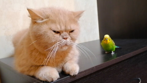 Кот и птица, милые животные #182