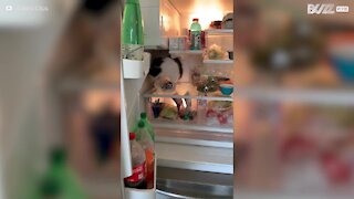 Gato rouba o almoço da geladeira!
