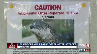 Rabid otter killed after attacks
