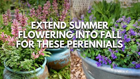 Perennial Flowers: Do This to These Perennials for One Last Burst of Flowers into Fall
