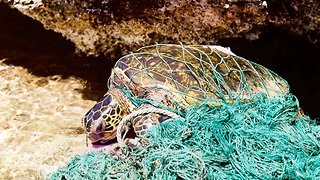 Sea Turtles Have To Deal With Plastic Threats On Two Fronts