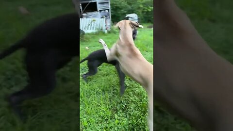 Edith and Gert having some fun.#dogs #dogsoftiktok #dogsofyoutube #dogshorts #greatdane #animal