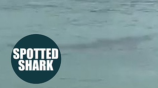 Public warned to stay out of water after shark spotted in Cornish harbour