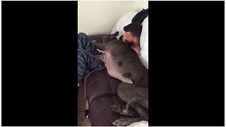Cuddly Great Dane Tries To Squeeze Into Owner’s Lap