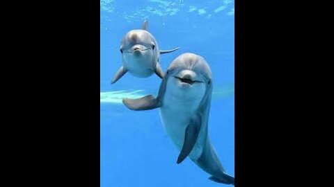 Wild Dolphins Swimming in HD Compilation