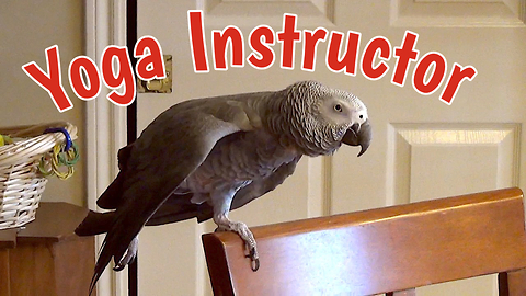 Yoga Instructing Parrot Demonstrates Relaxing Poses