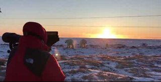 Ursos polares aproximam-se de turistas