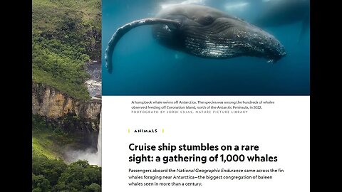 The National Geographic article - Cruise ship stumbles on a rare sight: a gathering of 1,000 whales