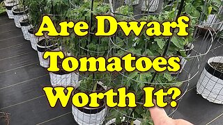 Dwarf vs Indeterminate Tomatoes: Dwarf Hype Worth It?