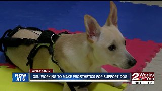 OSU working to make prosthetics for support dog