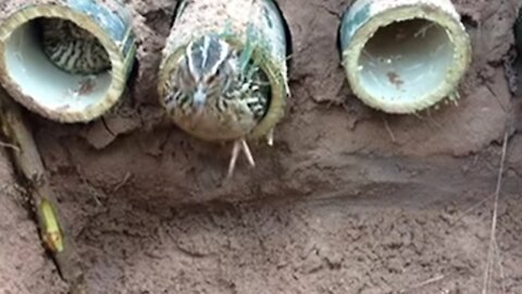 Wild Quail Traps In The Jungle