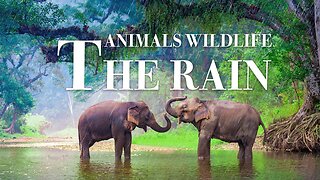 животные дикая природа под дождем 4k -Замечательный фильм о дикой природе с успокаивающей музыкой