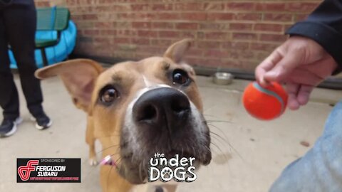 The Underdogs: Peach is this month's Underdog