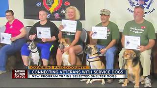 Connecting veterans with service dogs