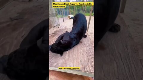 Most Insane Black Jaguar 🐆 Reaction to Her Owners Voice #shorts #animals #wildlife #jaguar #pets