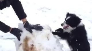 Dog helps her owner build a snowman