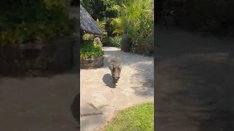 Warthogs are friendly!