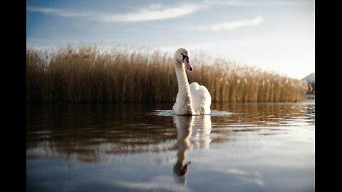 Feathered Beauties: A Stunning Showcase of the World's Most Beautiful Birds.