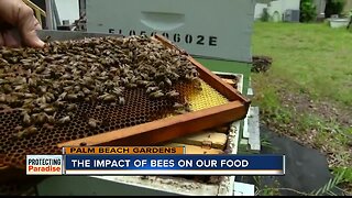 Palm Beach Gardens beekeeper lays out the importance of bees to our food supply