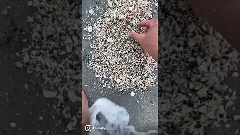 Catching Sand Fleas For Fishing Bait From The Beach