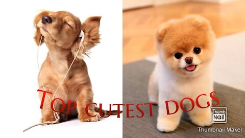 See For Yourself The Top Cutest Dog Breeds In The World