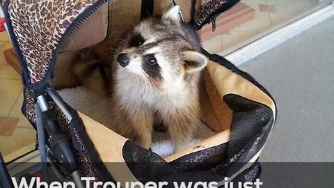 Trouper the Raccoon Is Now a Wildlife Ambassador