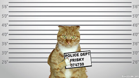 Police Arrest Provocative Cat For Licking Itself While Out In Public