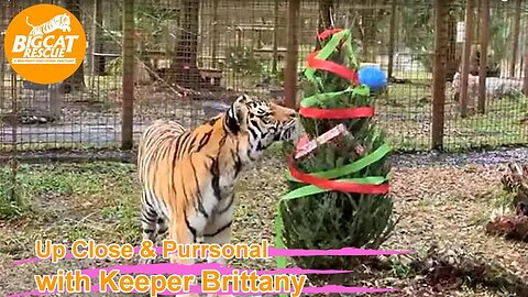 Christmas enrichment part 3 with Jasmine, Aria and Kimba tigers at Big Cat Rescue! 12 21 2022