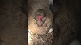 Broody hen sitting on eggs