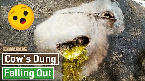 WATCH Cow Rescue Story: What makes cows holy?[[watch how cow dung coming out of cow stomach]]