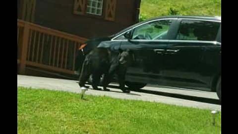 Bear opens car door and goes inside