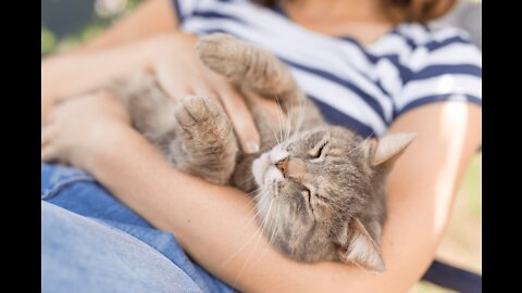 Why do cats love cuddling with you?