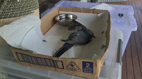 Fan-Tail Cuckoo Rescue | (MHF #5)