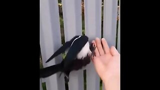 Fence vs Birds