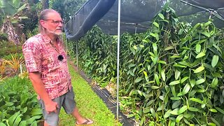 How to visit a Vanilla homestead garden in Kapaa Kauai
