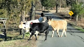 The cows are out the barn