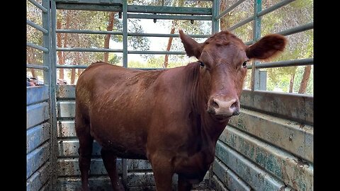 Biblical red heifer could bring million visitors to Samaria