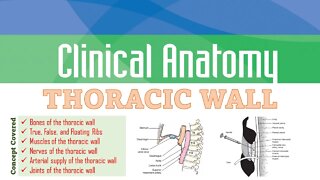 Clinical Anatomy - THORACIC WALL