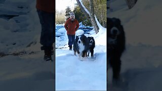 Dogs Playing Outdoors In The Snow