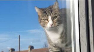 Ninja cat opens window to get inside the house